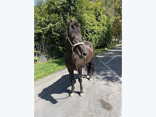 Bay Icelandic Gelding