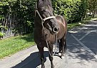 Icelandic - Horse for Sale in Agoura, CA 91301