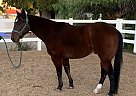 Mikey - Gelding in Scottsdale, AZ Mikey - Gelding in Scottsdale, AZ