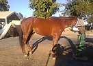 Conner - Gelding in Menifee, CA Conner - Gelding in Menifee, CA