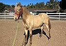 Andalusian - Horse for Sale in San Diego, CA 92021