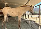 Andalusian - Horse for Sale in San Diego, CA 92021 Andalusian - Horse for Sale in San Diego, CA 92021
