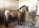 Andalusian - Horse for Sale in San Diego, CA 92021