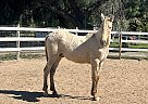 Andalusian - Horse for Sale in San Diego, CA 92021