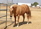 Diana McGrew - Gelding in Menifee, CA Diana McGrew - Gelding in Menifee, CA