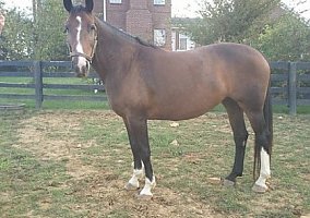 Hanoverian (Hanoverian, Mare) in Versailles, KY