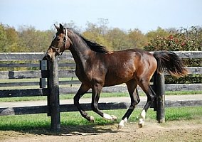 Hanoverian (Hanoverian, Stallion) in Versailles, KY