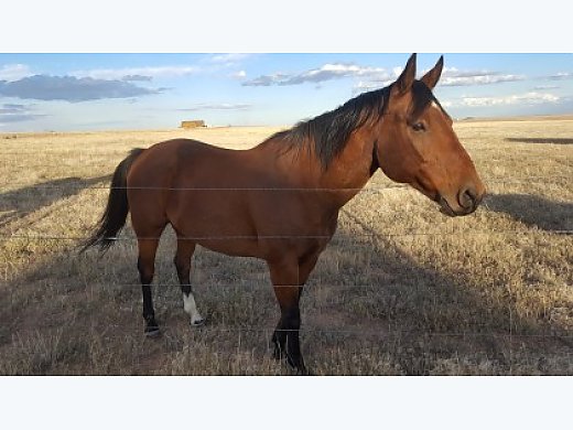 Horse for Sale