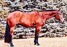 Quarter Horse - Horse for Sale in Duluth, MN 55803 Quarter Horse - Horse for Sale in Duluth, MN 55803