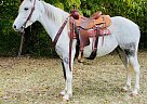 Kentucky Mountain - Horse for Sale in Brooksville, KY 41004