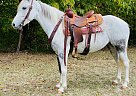 Kentucky Mountain - Horse for Sale in Brooksville, KY 41004 Kentucky Mountain - Horse for Sale in Brooksville, KY 41004