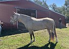 Other - Horse for Sale in , AR 72762 Other - Horse for Sale in , AR 72762