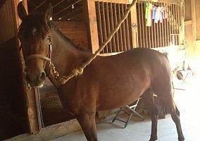 Must Sell:8 Year OLD Purebred Morgan That Does IT ALL! $4, 000 Morgan Mare