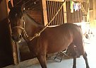 - Mare in Bethlehem, CT - Mare in Bethlehem, CT
