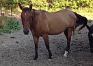 - Gelding in Rossville, IN - Gelding in Rossville, IN