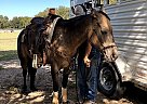 Quarter Horse Grace
