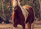 Quarter Horse - Horse for Sale in Glen Saint Mary, FL 32040 Quarter Horse - Horse for Sale in Glen Saint Mary, FL 32040