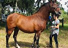 moon - Gelding in Brooksville, FL moon - Gelding in Brooksville, FL