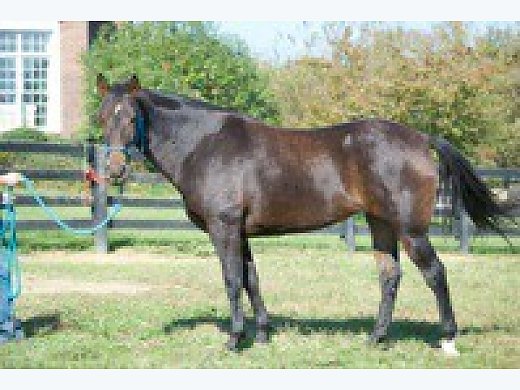 Safe Trail Horse