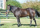 Kentucky Mountain - Horse for Sale in Versailles, KY 