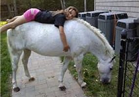Welsh Pony and Cob (Welsh Pony and Cob, Mare) in Toms River, NJ