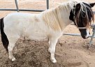 Gypsy Vanner - Horse for Sale in Ramona, CA 92065