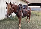 Other - Horse for Sale in Farmersville, TX 75442