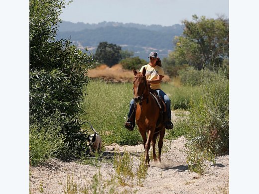 Sweet Tennessee Walker Mare