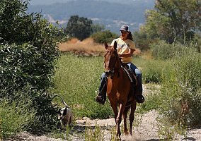 Tennessee Walking (Tennessee Walking, Mare) in Templeton, CA