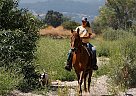 Tennessee Walking - Horse for Sale in Templeton, CA 93465 Tennessee Walking - Horse for Sale in Templeton, CA 93465