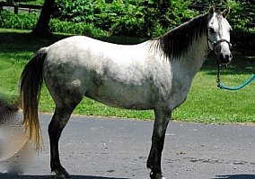 Welsh Pony and Cob (Welsh Pony and Cob, Mare) in Versailles, KY