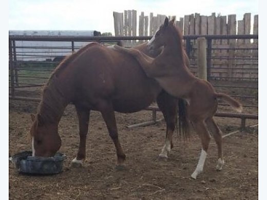 Yearling