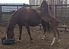 Quarter Horse - Horse for Sale in Thorsby, AB TOC2PO Quarter Horse - Horse for Sale in Thorsby, AB TOC2PO