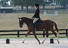 Hanoverian - Horse for Sale in Versailles, KY 