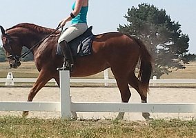 Hanoverian (Hanoverian, Mare) in Versailles, KY