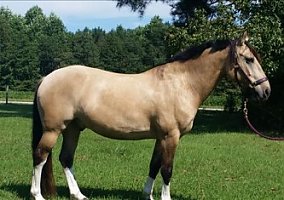 Friesian (Friesian, Gelding) in Bruceton, TN