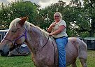 Belgian Horse Daisy