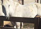 Beautiful Percheron Mare Bella