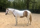 Cute Paint Gelding Lakota