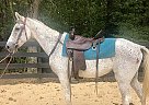 Grey TWH Gelding Traveler
