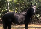 Pretty Percheron Cross Mare Elise
