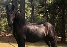 Handsome Percheron Gelding Doc