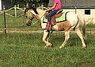 13 Year old Gelding Pony Dynamite