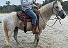 Quarter Horse - Horse for Sale in New Market, TN 37820 Quarter Horse - Horse for Sale in New Market, TN 37820
