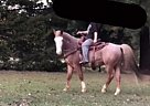 Roam - Gelding in Vicksburg, MS Roam - Gelding in Vicksburg, MS