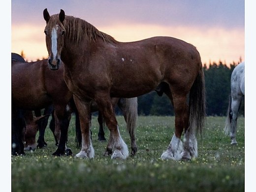 Beginner Safe Trail Horse