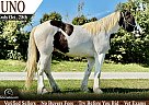 Gypsy Vanner - Horse for Sale in Princeton, MO 64673