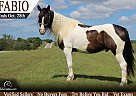 Gypsy Vanner - Horse for Sale in Princeton, MO 64673