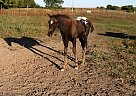 Appaloosa - Horse for Sale in , IL 61356 Appaloosa - Horse for Sale in , IL 61356