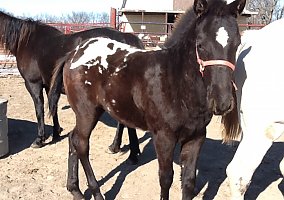 Appaloosa (Appaloosa, Stallion) in IL